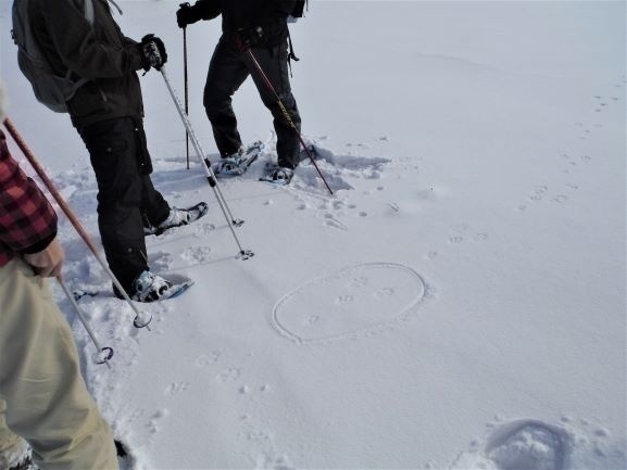 奥津周辺の山中で、雪についた動物の足あとを見つけた案内人