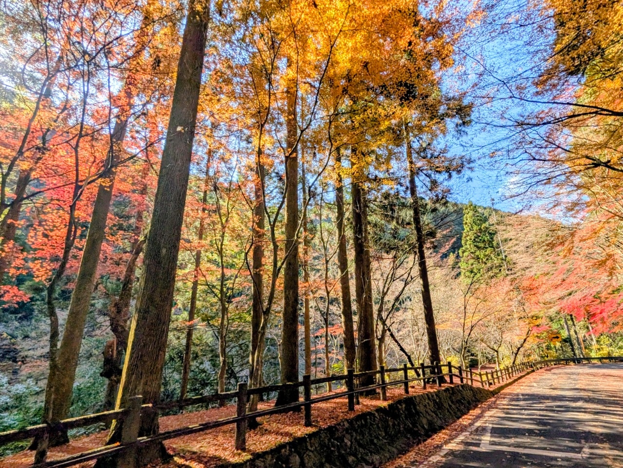 紅葉特集2025 ～絵になる町かがみの紅葉見頃情報～ | 季節の特集