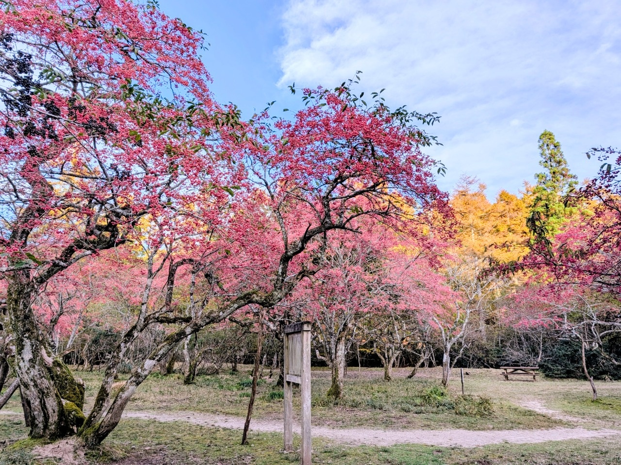 紅葉特集2025 ～絵になる町かがみの紅葉見頃情報～ | 季節の特集