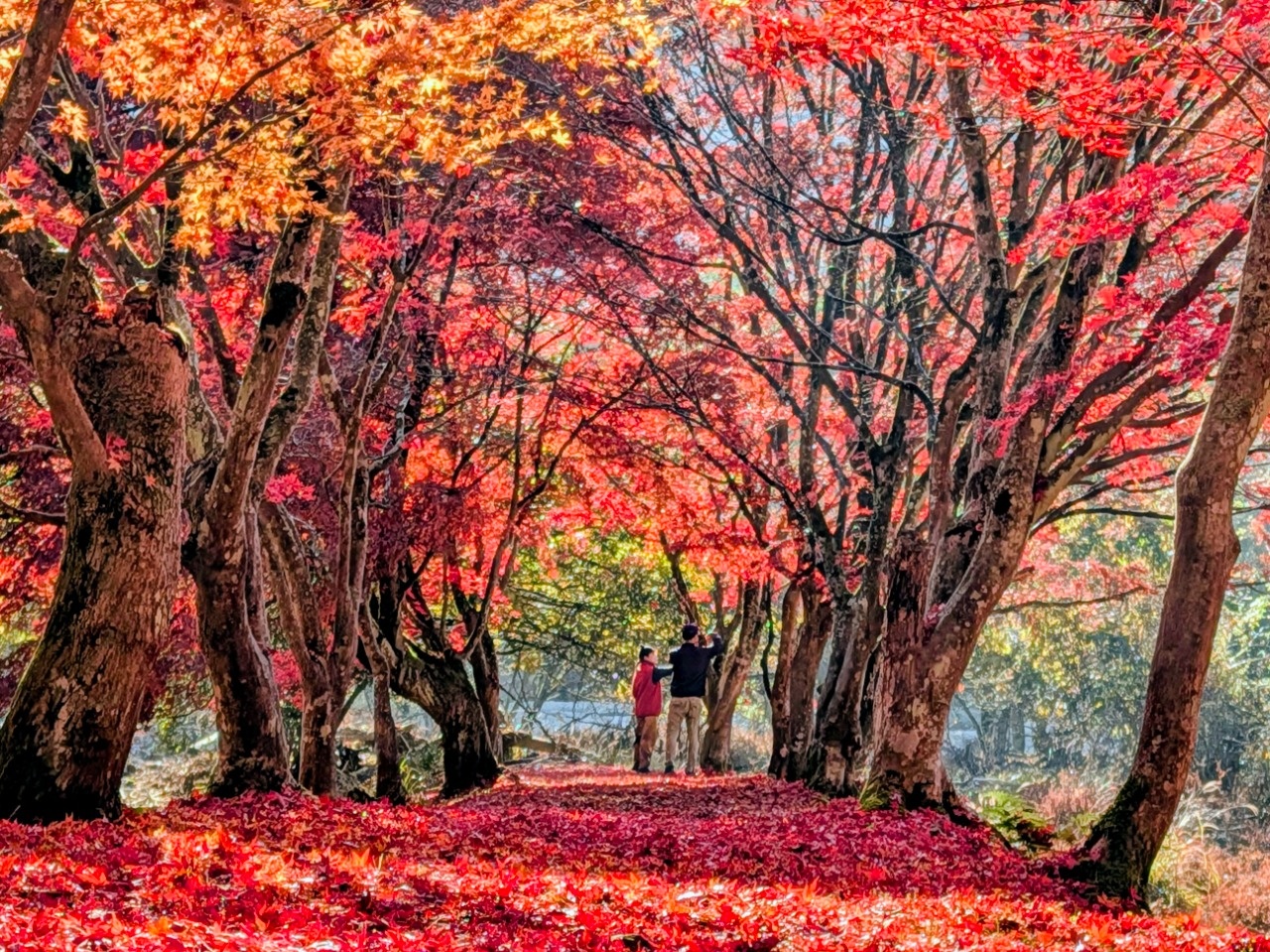 紅葉特集2025 ～絵になる町かがみの紅葉見頃情報～ | 季節の特集