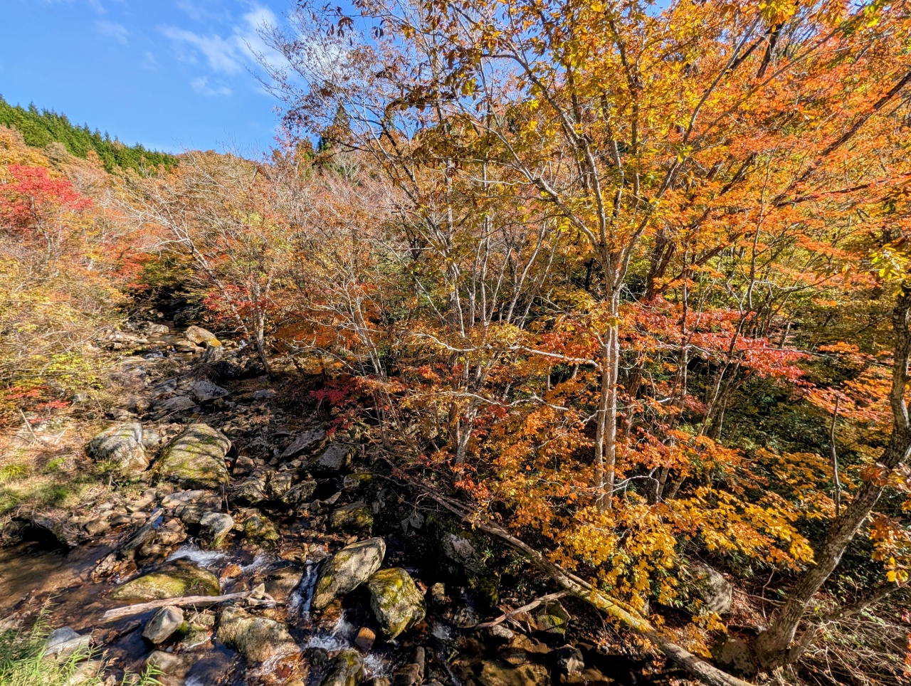 紅葉特集2025 ～絵になる町かがみの紅葉見頃情報～ | 季節の特集