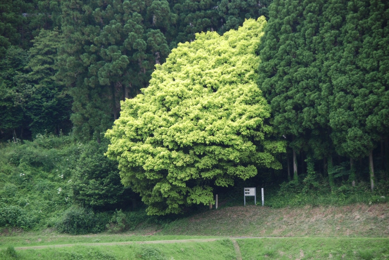 七色樫 なないろがし かがみの観光スポット 健康のまち岡山県鏡野町 観光 定住総合サイト かがみの旅とくらし