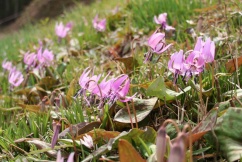 富エリアの南西部、大地区の裾野に広がる群生地。開花まで7〜8年という長い時間を要するカタクリが数千本自生する可憐な姿には、愛好家ならずとも一目見たいと思わせる魅力があります。