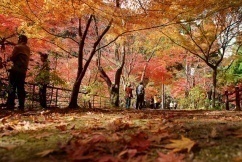 名勝奥津渓は西日本屈指の紅葉の名所として知られ、春はコブシの花や新緑、夏の涼風、秋の紅葉、冬の樹氷など四季を通じて絶景が楽しめます。