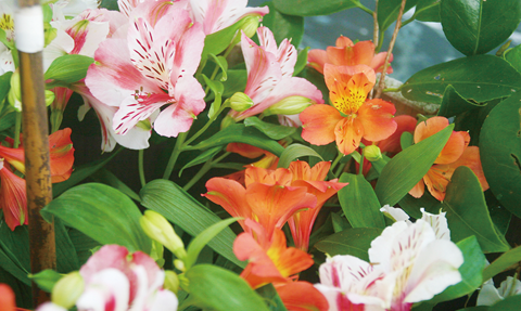 Alstroemeria lindo